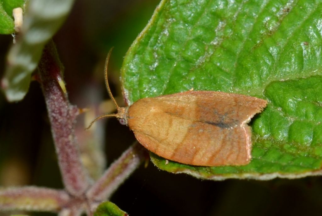 Tortricidae? S, Pandemis sp